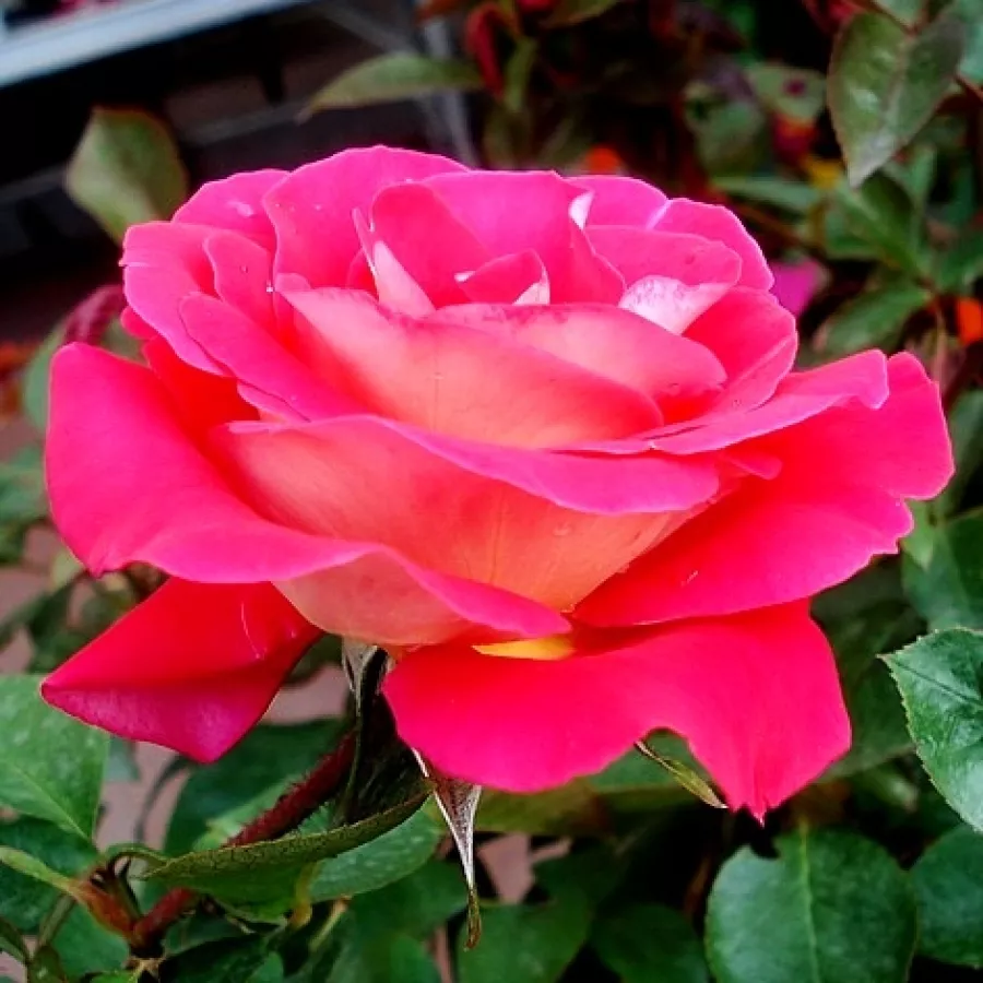 Róża rabatowa floribunda - Róża - Euporie - róże sklep internetowy