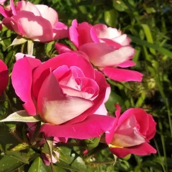 Rosa Euporie - jarko crveno - bijela - ruža floribunda za gredice