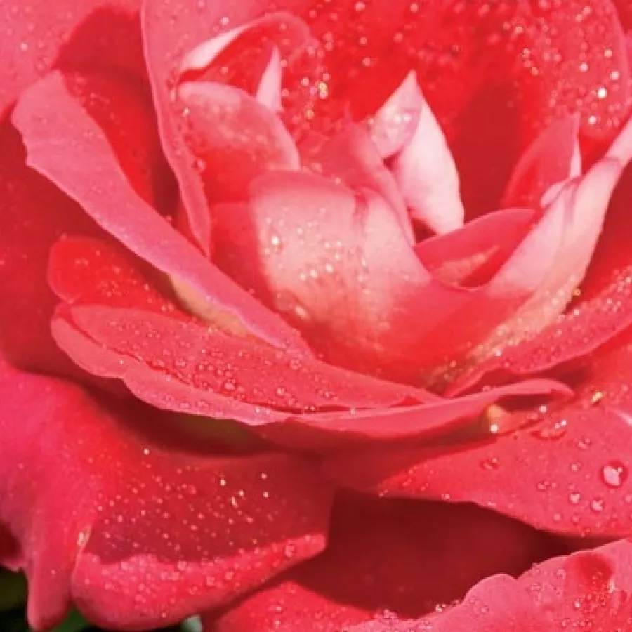 Csésze - Rózsa - Euporie - online rózsa vásárlás