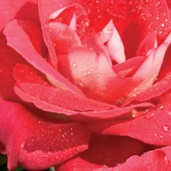 Online rózsa kertészet - vörös - fehér - Euporie - virágágyi floribunda rózsa - nem illatos rózsa - (70-90 cm)
