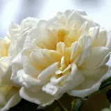 Fehér - történelmi - rambler, futó - kúszó rózsa - Online rózsa vásárlás - Rosa Albéric Barbier - közepesen illatos rózsa - szegfűszeg aromájú