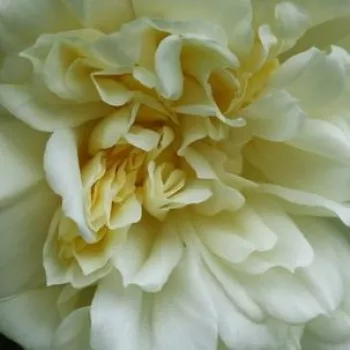 Online rózsa vásárlás - fehér - történelmi - rambler, futó - kúszó rózsa - Albéric Barbier - közepesen illatos rózsa - szegfűszeg aromájú - (450-610 cm)