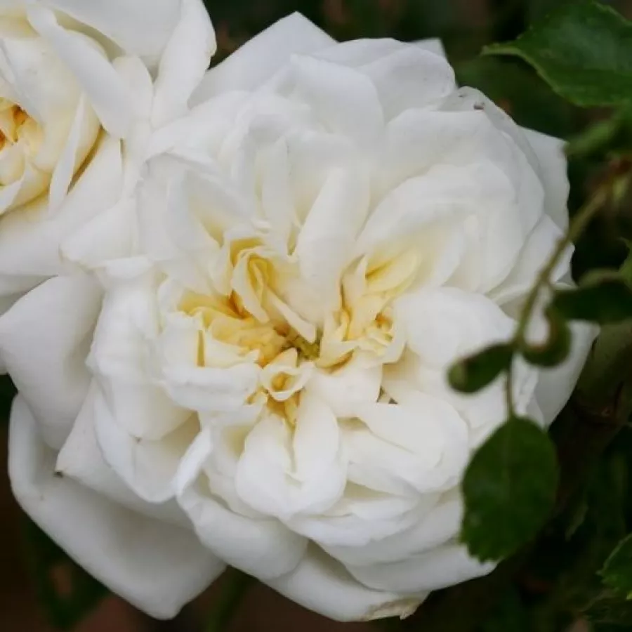 Biały - Róża - Albéric Barbier - Szkółka Róż Rozaria
