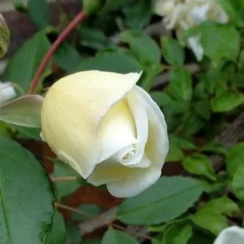 Rosa Albéric Barbier - blanco - Rosas antiguas (rambler)