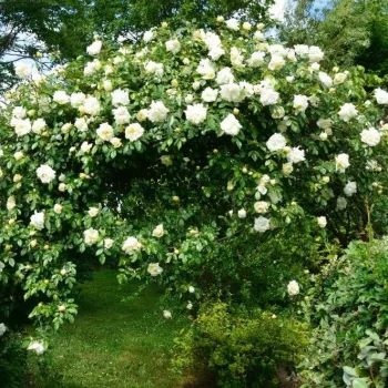Jasnokremowy z żółtym centrum - róża pienna - Róże pienne - z kwiatami róży angielskiej