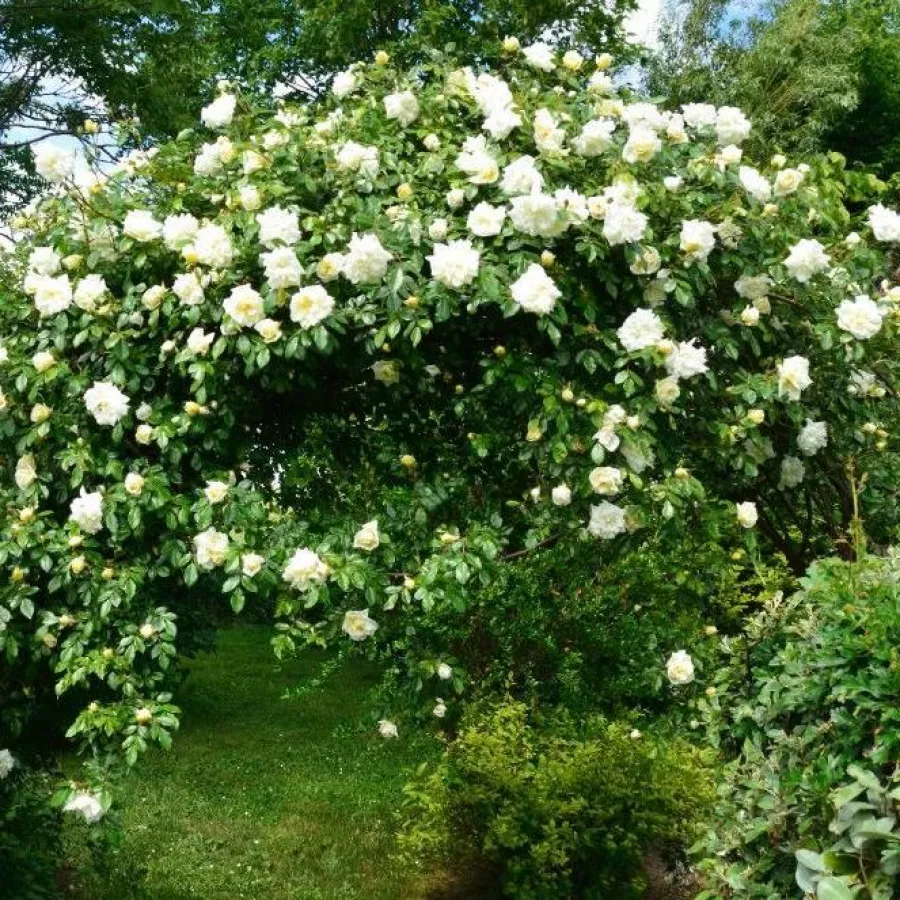 Semi completă - Trandafiri - Albéric Barbier - comanda trandafiri online