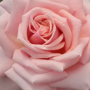 Online rózsa kertészet - rózsaszín - teahibrid rózsa - Budatétény - közepesen illatos rózsa - kajszibarack aromájú - (60-100 cm)