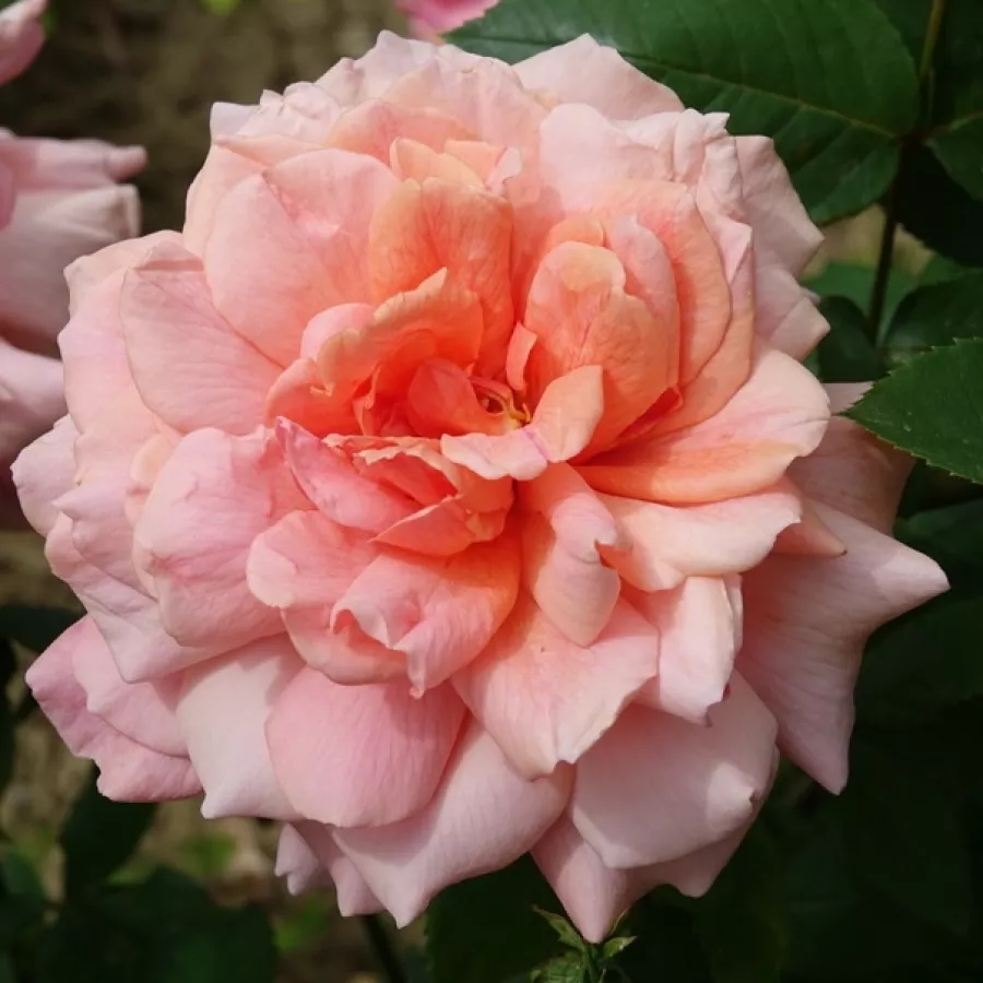 Vrtnica čajevka - Roza - Budatétény - Na spletni nakup vrtnice