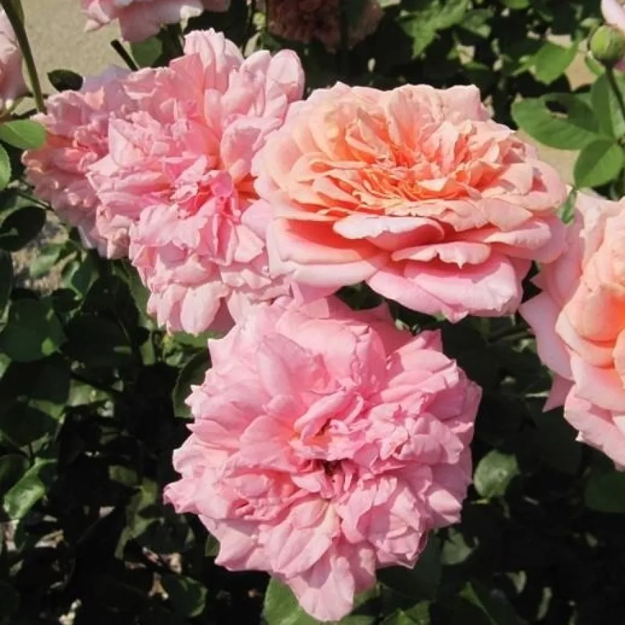 Rosa - Rosa - Budatétény - Comprar rosales online