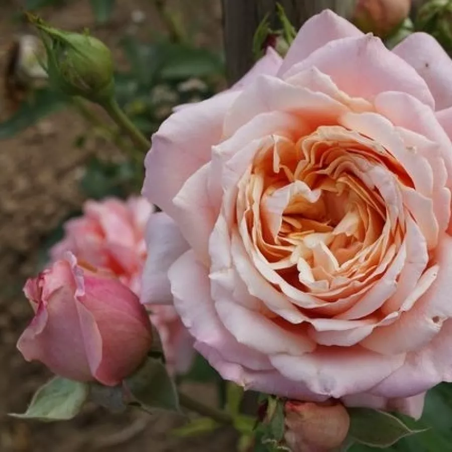 Rosa de fragancia moderadamente intensa - Rosa - Budatétény - Comprar rosales online