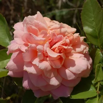 Boja breskve sa roza tamno crvena prošarano  - Ruža čajevke   (60-100 cm)
