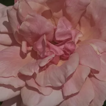 Róże krzewy, sadzonki - róża wielkokwiatowa - Hybrid Tea - różowy - róża ze średnio intensywnym zapachem - Budatétény - (60-100 cm)
