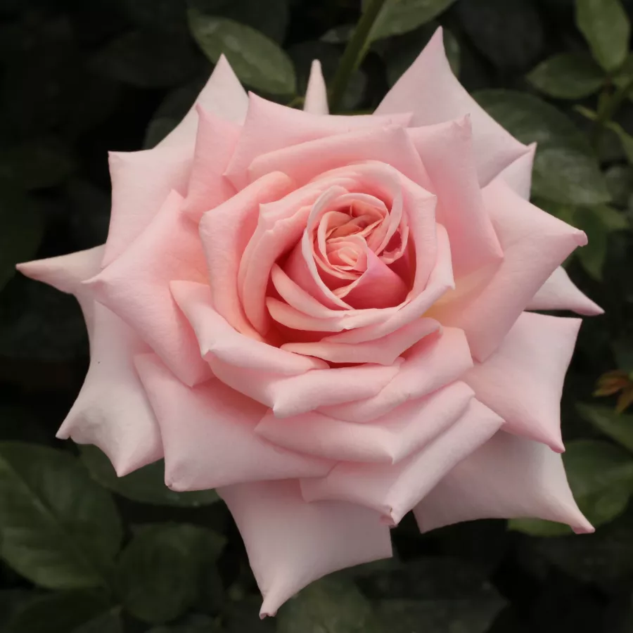 Rosa - Rosa - Budatétény - rosal de pie alto
