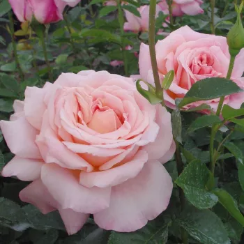 Rosa melocotón con colores rojo - Árbol de Rosas Híbrido de Té - rosal de pie alto- forma de corona de tallo recto