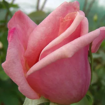 Rosa Budatétény - rózsaszín - Teahibrid virágú - magastörzsű rózsafa- egyenes szárú koronaforma