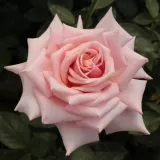 čajohybrid - stredne intenzívna vôňa ruží - marhuľa - ružová - Rosa Budatétény
