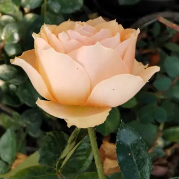 HENRIETTA BARNETT – sárga virágágyi floribunda rózsa - Harkness