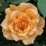 Ruža floribunda za gredice - ruža intenzivnog mirisa - - - sadnice ruža - proizvodnja i prodaja sadnica - Rosa Henrietta Barnett - žuta