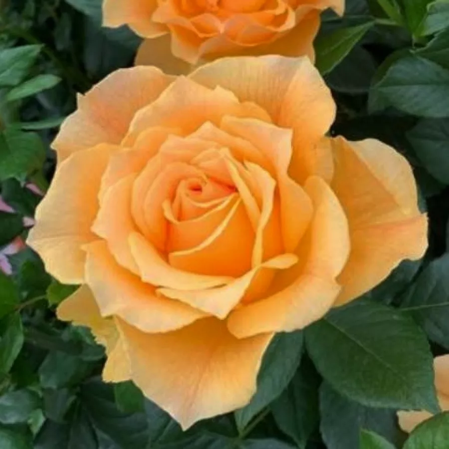 Virágágyi floribunda rózsa - Rózsa - Henrietta Barnett - kertészeti webáruház