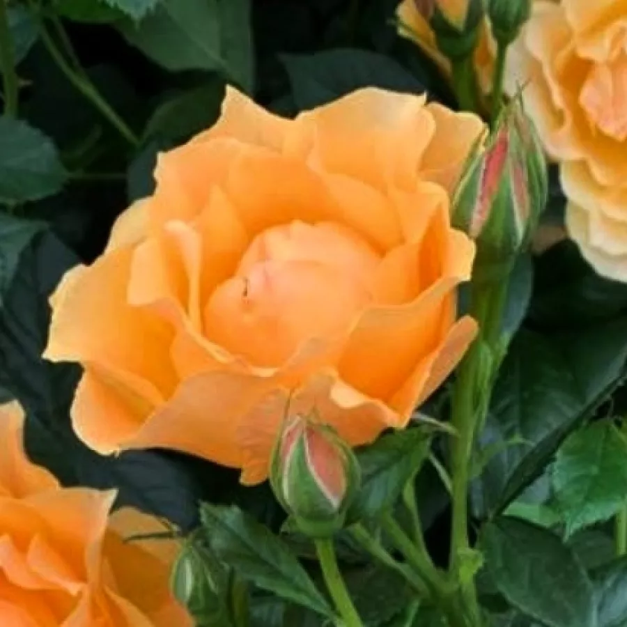 Róża o intensywnym zapachu - Róża - Henrietta Barnett - róże sklep internetowy