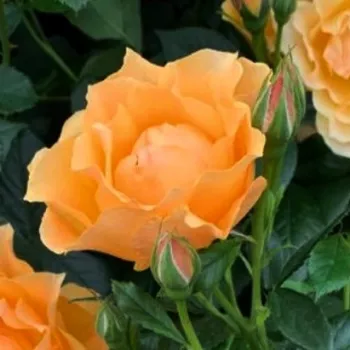 Rosa Henrietta Barnett - sárga - virágágyi floribunda rózsa