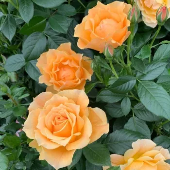 Amarillo - rosales floribundas - rosa de fragancia intensa - -