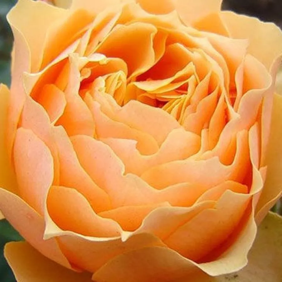 HARmaxim - Róża - Henrietta Barnett - róże sklep internetowy