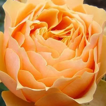 Spletna trgovina vrtnic - sárga - virágágyi floribunda rózsa - intenzív illatú rózsa - Henrietta Barnett - (60-80 cm)