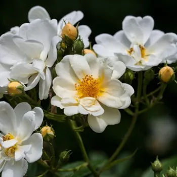 HYBRIDA – fehér rambler kúszó rózsa