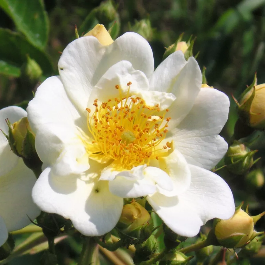 Biały - Róża - Hybrida - róże sklep internetowy