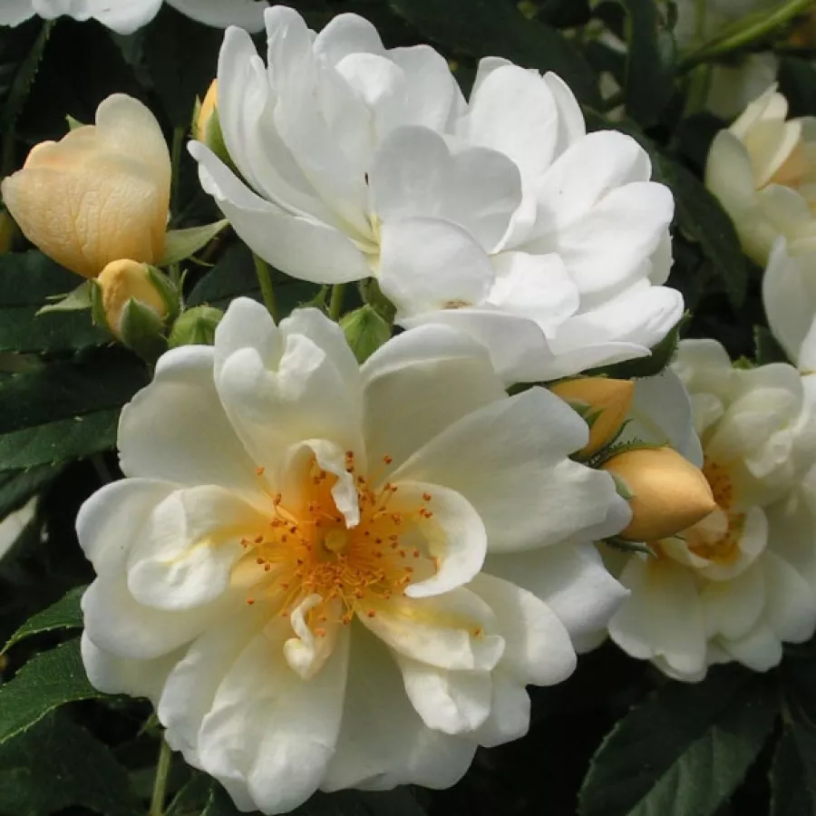 Rambler, róża pnąca - Róża - Hybrida - sadzonki róż sklep internetowy - online