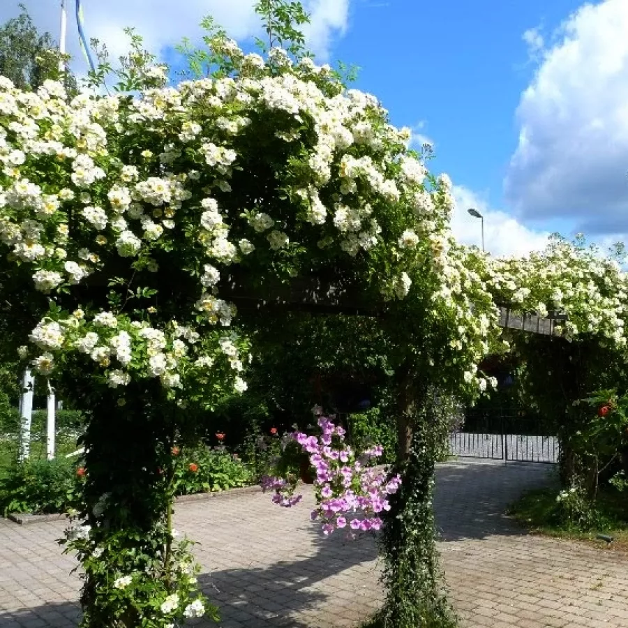Csokros - Rózsa - Hybrida - kertészeti webáruház