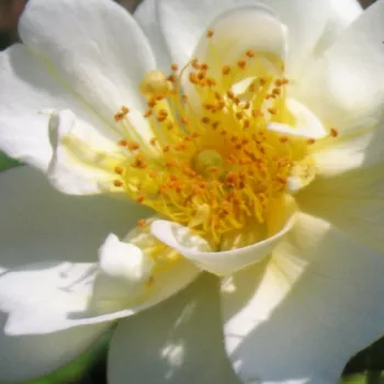 Online rózsa kertészet - fehér - rambler, kúszó rózsa - intenzív illatú rózsa - Hybrida - (300-700 cm)