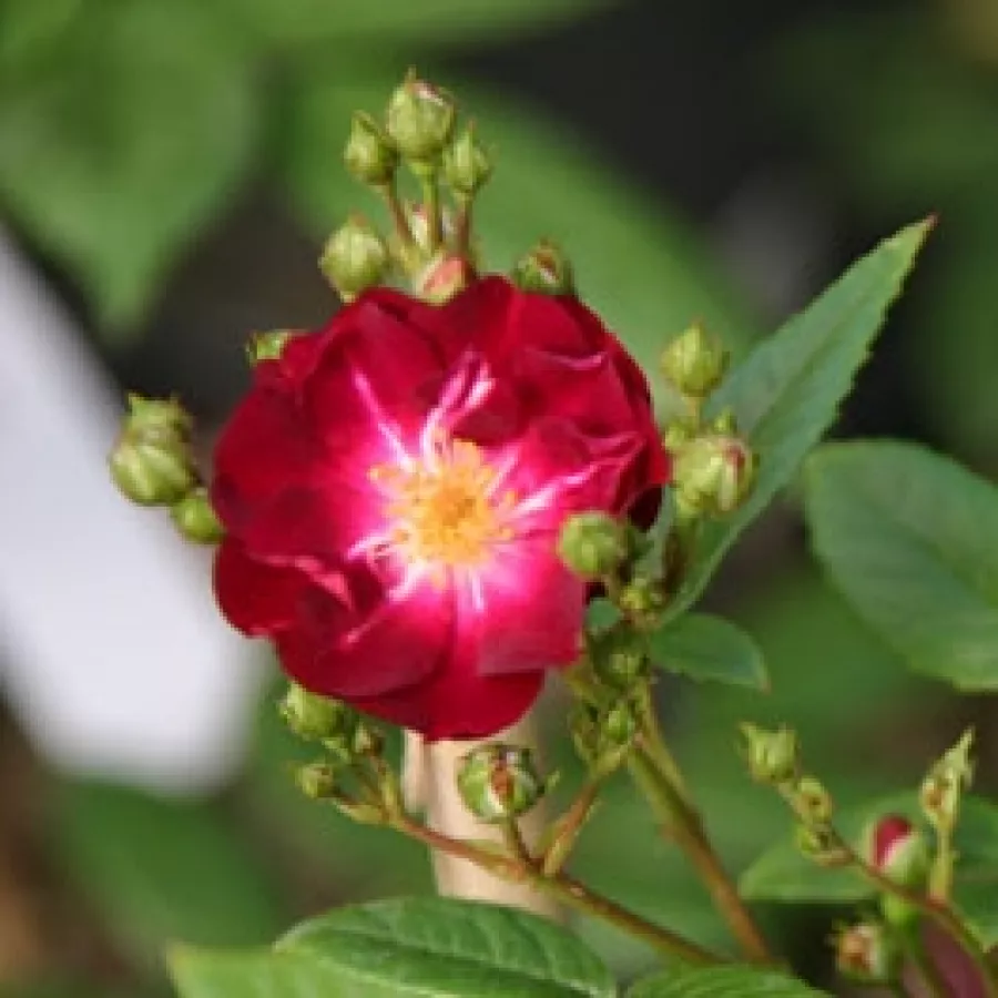 Rudy - Róża - Ilmenau - róże sklep internetowy