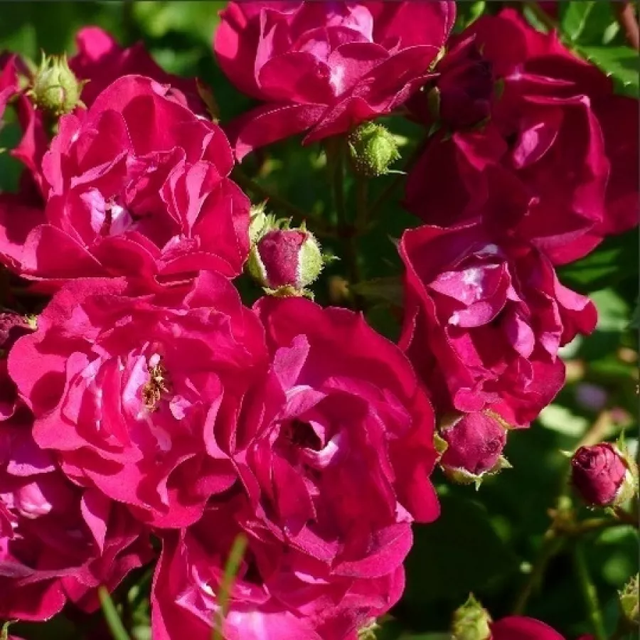 Róża parkowa - Róża - Ilmenau - sadzonki róż sklep internetowy - online