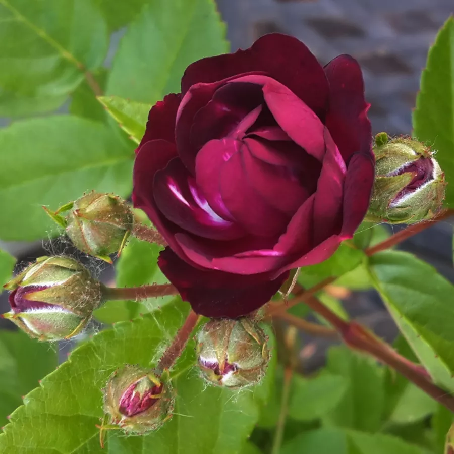 šaličast - Ruža - Ilmenau - sadnice ruža - proizvodnja i prodaja sadnica