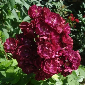 Vörös - parkrózsa - diszkrét illatú rózsa - -