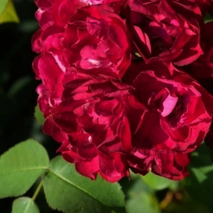 Karl Hetzel - Róża - Ilmenau - sadzonki róż sklep internetowy - online