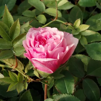 CARMINIA – lila-rózsaszín virágágyi floribunda rózsa - Vissers