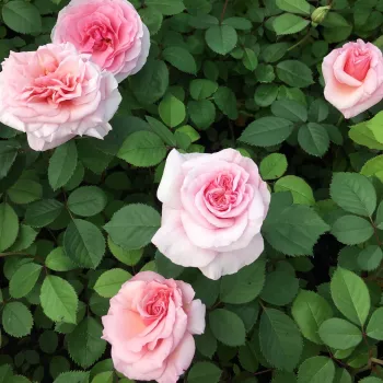 Finom lilásrózsaszín árnyalat enyhén ezüstös fényű. - virágágyi floribunda rózsa - erőteljes, messziről is érezhető illatú rózsa - friss, citrusos-virágos karakterű