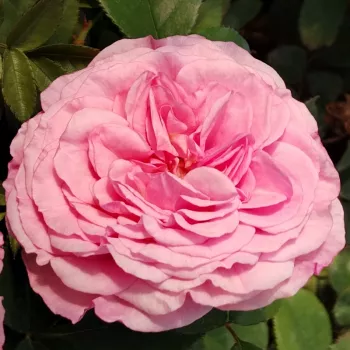 Rózsa kertészet - lila rózsaszín - erőteljes, messziről is érezhető illatú rózsa - Carminia - virágágyi floribunda rózsa - (80-105 cm)