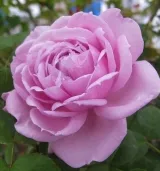 Nostalgische rose - rose mit mäßigem duft - damaszener-aroma - rosen onlineversand - Rosa Le Ciel Bleu - violett - rosa