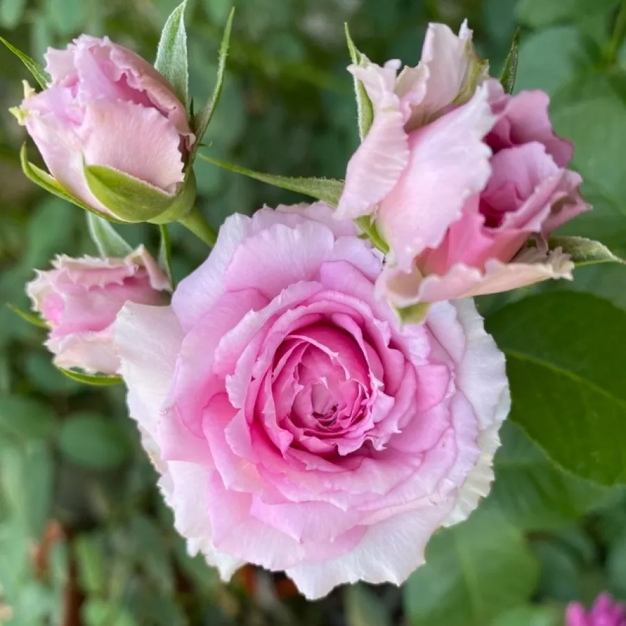 Nostalgische rose - Rosen - Le Ciel Bleu - rosen online kaufen