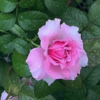 Rosa Le Ciel Bleu - violett - rosa - nostalgische rose