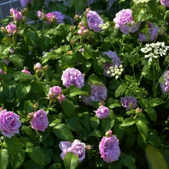 Fioletowy - różowy odcień - róża nostalgiczna - umiarkowanie pachnąca róża - damasceński aromat