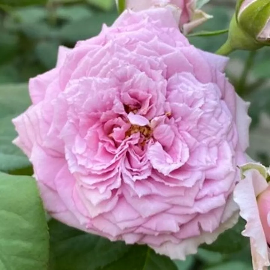 Takunori Kimura - Rózsa - Le Ciel Bleu - kertészeti webáruház