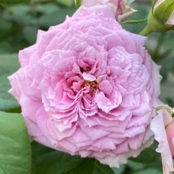 Krzewy róż sprzedam - nosztalgia rózsa - közepesen illatos rózsa - Le Ciel Bleu - lila - rózsaszín - (100-130 cm)