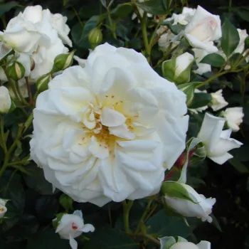 Tiszta, áttetszően fehér szirmok, melyekben nincs sárgás vagy rózsaszín árnyalat. - virágágyi floribunda rózsa - enyhe, visszafogott illatú rózsa - finoman rózsás karakterű