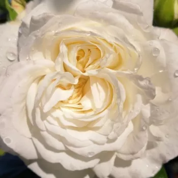 Rózsa kertészet - fehér - enyhe, visszafogott illatú rózsa - Ledreborg - virágágyi floribunda rózsa - (75-105 cm)