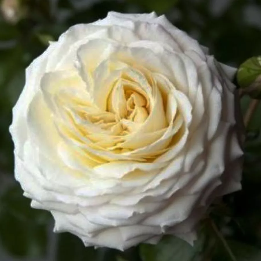 Blanco - Rosa - Ledreborg - comprar rosales online